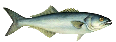 Saltwater Blue Fish Teeth