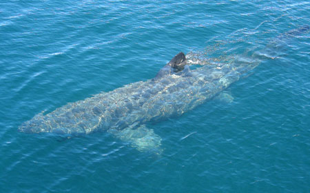 2008 fishingpix Basking Shark 079