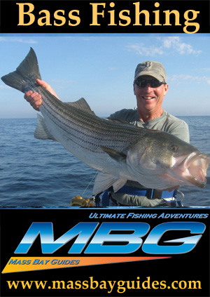 Striped Bass fishing charters in Massachusetts. Charter fishing for Striped  Bass along the shores of Cape Cod.