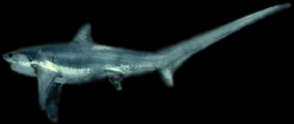 Thresher Shark