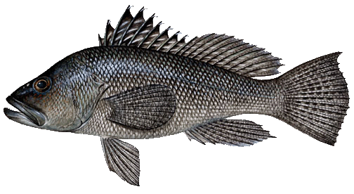 Types and species of fish in Massachusetts with Mass Bay Guides in